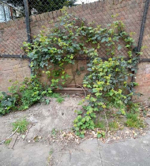 Harbridge Square is pictured looking a little overgrown before it is given a makeover